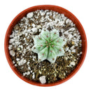 Polaskia Chichipe Cactus