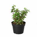 Portulacaria afra Decumbent in decorative terracotta pot, unique succulents for sale, buy live plants online
