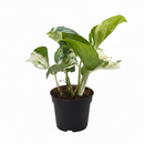8 inch pothos manjula, large houseplants, best plants for beginners indoor, indoor plants for beginners
