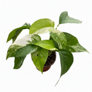 4" Pot Pothos 'Albo Variegata' live houseplant for sale, fast-growing climbing tropical vine with dramatic white and green variegated foliage, fenestration-forming leaves on maturing stems, epiphytic growth habit suited to moss pole or hanging display, low-maintenance collector variety, stunning statement piece gift for plant lovers