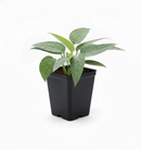 buy pothos 'cebu blue' live houseplant 3" pot online, petite starter trailing vine with distinctive blue-toned iridescent leaves, narrow smooth leaf form unique among common pothos varieties, thrives in moderate to bright indirect indoor light, minimal care needs suit busy plant owners, a beautiful and affordable bohemian gift for any indoor plant collection