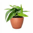 buy pothos 'cebu blue' live houseplant 3" pot online, petite starter trailing vine with distinctive blue-toned iridescent leaves, narrow smooth leaf form unique among common pothos varieties, thrives in moderate to bright indirect indoor light, minimal care needs suit busy plant owners, a beautiful and affordable bohemian gift for any indoor plant collection