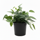 buy pothos 'cebu blue' live houseplant 3" pot online, petite starter trailing vine with distinctive blue-toned iridescent leaves, narrow smooth leaf form unique among common pothos varieties, thrives in moderate to bright indirect indoor light, minimal care needs suit busy plant owners, a beautiful and affordable bohemian gift for any indoor plant collection
