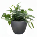 buy pothos 'cebu blue' live houseplant 3" pot online, petite starter trailing vine with distinctive blue-toned iridescent leaves, narrow smooth leaf form unique among common pothos varieties, thrives in moderate to bright indirect indoor light, minimal care needs suit busy plant owners, a beautiful and affordable bohemian gift for any indoor plant collection