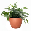 buy pothos 'cebu blue' live houseplant 3" pot online, petite starter trailing vine with distinctive blue-toned iridescent leaves, narrow smooth leaf form unique among common pothos varieties, thrives in moderate to bright indirect indoor light, minimal care needs suit busy plant owners, a beautiful and affordable bohemian gift for any indoor plant collection