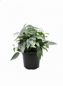 buy pothos 'cebu blue' live houseplant 3" pot online, petite starter trailing vine with distinctive blue-toned iridescent leaves, narrow smooth leaf form unique among common pothos varieties, thrives in moderate to bright indirect indoor light, minimal care needs suit busy plant owners, a beautiful and affordable bohemian gift for any indoor plant collection