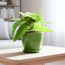 buy pothos 'cebu blue' live houseplant 3" pot online, petite starter trailing vine with distinctive blue-toned iridescent leaves, narrow smooth leaf form unique among common pothos varieties, thrives in moderate to bright indirect indoor light, minimal care needs suit busy plant owners, a beautiful and affordable bohemian gift for any indoor plant collection