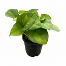 Epipremnum aureum Global Green 4 inch grower plastic pot for sale, hardy trailing vine is the perfect low-maintenance air purifier