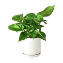 8" pot pothos 'golden' live houseplant for sale, impressive mature trailing vine with abundant golden-variegated heart-shaped leaves, planted in a black eco pot, drought-tolerant and low maintenance, vigorous vining growth habit, bold statement piece for living rooms or entryways, an exceptional and enduring gift