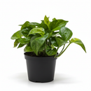 buy pothos 'lemon top' live houseplant 6" pot online, dual-tone foliage with golden emerging leaves and deep green mature leaves on the same plant, heart-shaped glossy vining leaves with soft green streaking, cascading trailing growth ideal for shelves and baskets, tolerates a range of indoor light conditions with minimal fuss, a show-stopping bohemian accent plant and a standout gift for any plant enthusiast