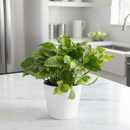 Pothos 'Lemon Meringue' in 6 inch plastic pot, Rare pothos for gift decor ideas
