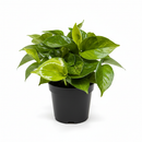 buy pothos 'lemon top' live houseplant 6" pot online, dual-tone foliage with golden emerging leaves and deep green mature leaves on the same plant, heart-shaped glossy vining leaves with soft green streaking, cascading trailing growth ideal for shelves and baskets, tolerates a range of indoor light conditions with minimal fuss, a show-stopping bohemian accent plant and a standout gift for any plant enthusiast