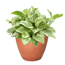 buy pothos n'joy live houseplant 8" pot online, full and flourishing trailing vine in a nursery pot with cascading white and bright green variegated heart-shaped leaves, slow-growing air-purifying tropical vine, drought-tolerant and low maintenance, a dramatic bohemian showpiece and a memorable plant gift
