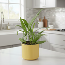 8" pot pothos 'silver streak' live houseplant for sale, lush mature specimen with shimmering silver variegation on long blade-like leaves, vining or cascading growth habit, low-water needs between waterings, sophisticated tropical foliage for shelves or hanging planters, architectural indoor plant with unique elongated form, premium gift for the discerning plant collector