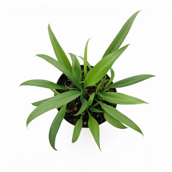 Pothos 'Silver Streak' (Epipremnum amplissimum) | Rare Silver-Veined Plant 