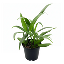 8" pot pothos 'silver streak' live houseplant for sale, lush mature specimen with shimmering silver variegation on long blade-like leaves, vining or cascading growth habit, low-water needs between waterings, sophisticated tropical foliage for shelves or hanging planters, architectural indoor plant with unique elongated form, premium gift for the discerning plant collector