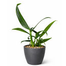 8" pot pothos 'silver streak' live houseplant for sale, lush mature specimen with shimmering silver variegation on long blade-like leaves, vining or cascading growth habit, low-water needs between waterings, sophisticated tropical foliage for shelves or hanging planters, architectural indoor plant with unique elongated form, premium gift for the discerning plant collector