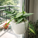 8" pot pothos 'silver streak' live houseplant for sale, lush mature specimen with shimmering silver variegation on long blade-like leaves, vining or cascading growth habit, low-water needs between waterings, sophisticated tropical foliage for shelves or hanging planters, architectural indoor plant with unique elongated form, premium gift for the discerning plant collector