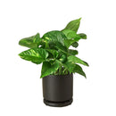 8" pot pothos 'golden' live houseplant for sale, impressive mature trailing vine with abundant golden-variegated heart-shaped leaves, planted in a black eco pot, drought-tolerant and low maintenance, vigorous vining growth habit, bold statement piece for living rooms or entryways, an exceptional and enduring gift