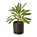 buy dracaena 'song of india' live houseplant 6" pot online, white cylinder pot displaying tall upright branching form with tufted heads of lemon-lime and deep green variegated leaves, architectural slow-growing tropical evergreen, air toxin filtering houseplant, low-maintenance care for beginners and experienced growers alike, striking floor plant for modern or tropical-themed interiors, an exceptional gift for any plant lover