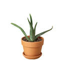 easy to care succulents, buy succulents online, plant shops in ca, indoor plants for sale