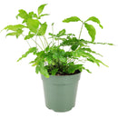 6" pot pteris cretica 'albo fern' live houseplant for sale, glossy ribbon-like green and white fronds, gently arching clump-forming habit, moisture-loving and humidity-thriving, suitable for baskets or decorative pots, fresh tropical accent for living rooms or offices, beautiful gift for houseplant collectors