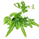 6" pot pteris cretica 'albo fern' live houseplant for sale, glossy ribbon-like green and white fronds, gently arching clump-forming habit, moisture-loving and humidity-thriving, suitable for baskets or decorative pots, fresh tropical accent for living rooms or offices, beautiful gift for houseplant collectors
