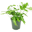 6" pot pteris cretica 'albo fern' live houseplant for sale, glossy ribbon-like green and white fronds, gently arching clump-forming habit, moisture-loving and humidity-thriving, suitable for baskets or decorative pots, fresh tropical accent for living rooms or offices, beautiful gift for houseplant collectors