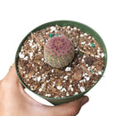 Rainbow Hedgehog Cactus - Echinocereus rigidissimus ssp. rubispinus