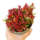 4 inch Red Carpet Sedum Succulent live succulent for sale, lush mat-forming stonecrop with glossy rounded succulent leaves turning deep mahogany in cooler temperatures, vigorous low-spreading creeping growth habit, striking seasonal color and butterfly-attracting summer blooms, versatile bohemian rock garden and planter decor, ideal easy-care holiday or housewarming plant gift