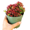 4 inch Red Carpet Sedum Succulent live succulent for sale, lush mat-forming stonecrop with glossy rounded succulent leaves turning deep mahogany in cooler temperatures, vigorous low-spreading creeping growth habit, striking seasonal color and butterfly-attracting summer blooms, versatile bohemian rock garden and planter decor, ideal easy-care holiday or housewarming plant gift