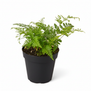 buy rabbit's foot fern live houseplant 6" pot online, delicate lace-like evergreen fronds, iconic furry foot rhizomes spreading wide, non toxic pet friendly tropical fern, naturally humidifying and air purifying, bohemian hanging display for any room, a lasting gift for the plant obsessed