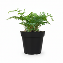 buy rabbit's foot fern live houseplant 6" pot online, delicate lace-like evergreen fronds, iconic furry foot rhizomes spreading wide, non toxic pet friendly tropical fern, naturally humidifying and air purifying, bohemian hanging display for any room, a lasting gift for the plant obsessed