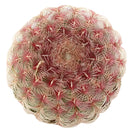 Rainbow Hedgehog Cactus - Echinocereus rigidissimus ssp. rubispinus
