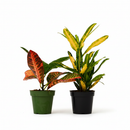 2-Pack Croton Variety Bundle for sale, 4" Live Croton Colorful Foliage Houseplant, Random Assorted Colorful Mix, easy care tropicals, home office plants