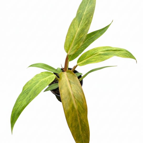 philodendron consanguineum usda Philodendron 'Orange Marmalade' | Rare Quadcolor Variegated Plant