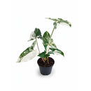 buy syngonium 'albo variegata' live houseplant 4" pot online, vivid white and green variegation on arrow-shaped leaves, climbing or trailing growth form with vining stems, rare cultivar of syngonium podophyllum, air-purifying tropical houseplant for bright indirect light spots, striking bohemian accent for shelves, desks, or plant walls, a coveted and cherished gift for collectors