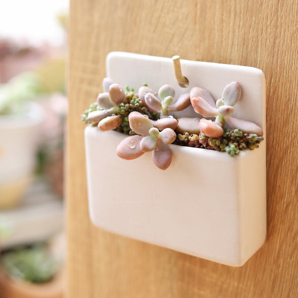rectangular succulent pot Rectangle Hanging Planter | Ceramic Pot for Air Plant & Small Succulent