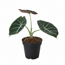 buy alocasia reginula 'black velvet' live plant 4" pot online, stiff heart-shaped near-black leaves, luminous silver vein contrast, tight rosette growth habit, jewel alocasia collector variety, thrives in bright indirect light, a striking botanical accent for terrariums and humidity-rich indoor spaces, perfect gift for tropical plant lovers