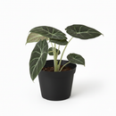 buy alocasia reginula 'black velvet' live plant 4" pot online, stiff heart-shaped near-black leaves, luminous silver vein contrast, tight rosette growth habit, jewel alocasia collector variety, thrives in bright indirect light, a striking botanical accent for terrariums and humidity-rich indoor spaces, perfect gift for tropical plant lovers