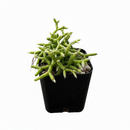 Rhipsalis Coral Cactus