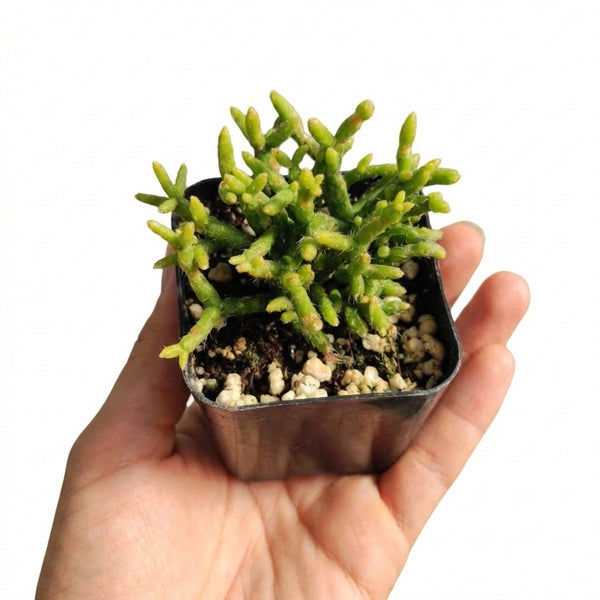 Rhipsalis Coral Cactus
