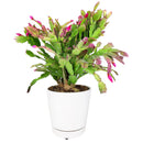 christmas cactus, thanksgiving cactus, how to care for a christmas cactus, thanksgiving cactus care, Christmas Cactus Thanksgiving Cactus for sale