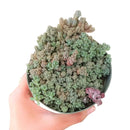 buy sedum fuzzy wuzzy succulent live succulent 2 inch online, soft velvety white-haired miniature rosettes with cool glaucous coloring, dense low-growing clumping form that gracefully spills over container edges, resilient and easy care drought tolerant nature, presented in a plastic pot ready to grow, adds bohemian charm and delicate texture to any plant arrangement, a sweet and unique succulent gift for any plant lover
