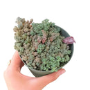 buy sedum fuzzy wuzzy succulent live succulent 2 inch online, soft velvety white-haired miniature rosettes with cool glaucous coloring, dense low-growing clumping form that gracefully spills over container edges, resilient and easy care drought tolerant nature, presented in a plastic pot ready to grow, adds bohemian charm and delicate texture to any plant arrangement, a sweet and unique succulent gift for any plant lover