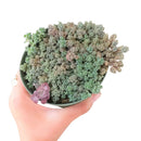 buy sedum fuzzy wuzzy succulent live succulent 2 inch online, soft velvety white-haired miniature rosettes with cool glaucous coloring, dense low-growing clumping form that gracefully spills over container edges, resilient and easy care drought tolerant nature, presented in a plastic pot ready to grow, adds bohemian charm and delicate texture to any plant arrangement, a sweet and unique succulent gift for any plant lover