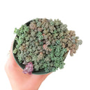 buy sedum fuzzy wuzzy succulent live succulent 2 inch online, soft velvety white-haired miniature rosettes with cool glaucous coloring, dense low-growing clumping form that gracefully spills over container edges, resilient and easy care drought tolerant nature, presented in a plastic pot ready to grow, adds bohemian charm and delicate texture to any plant arrangement, a sweet and unique succulent gift for any plant lover