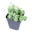 Buy an 8-pack of Sedum Major live plants online. Each plant features tiny, rounded blue-green leaves with a powdery finish and trailing growth. Easy to care for, they thrive in bright light, well-draining soil, and minimal watering.