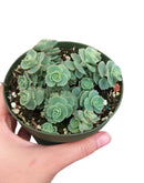 Sedum Sieboldii Succulent