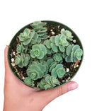 Sedum Sieboldii Succulent